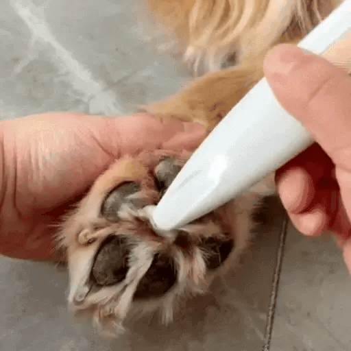 ✨Pet Precision Trimmer